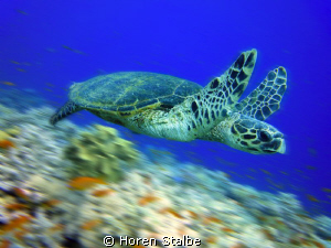 Catch me if you can :) by Horen Stalbe 